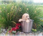 Small Photo #7 Goldendoodle-Poodle (Miniature) Mix Puppy For Sale in NORTH LIBERTY, IN, USA