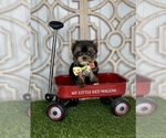 Image preview for Ad Listing. Nickname: Micro Tiny Boy