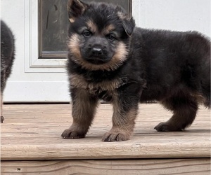 German Shepherd Dog Puppy for Sale in ASHLAND, Missouri USA