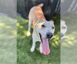Small #3 German Shepherd Dog Mix