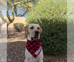 Small Photo #1 Labrador Retriever Puppy For Sale in PHOENIX, AZ, USA