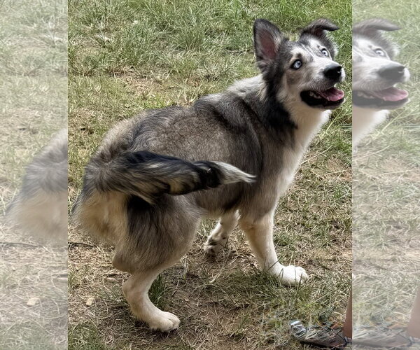 Medium Photo #4 Siberian Husky-Unknown Mix Puppy For Sale in Wetumpka, AL, USA