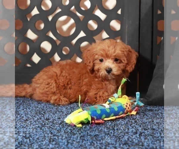 Medium Photo #2 ShihPoo Puppy For Sale in MOUNT VERNON, OH, USA