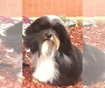Small Photo #1 Havanese Puppy For Sale in GREEN SEA, SC, USA