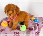 Small Photo #3 Goldendoodle (Miniature) Puppy For Sale in BREA, CA, USA