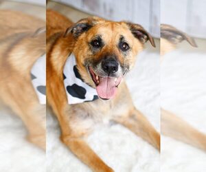 Eddie - Male Mutt Dog for Adoption - Photo #2