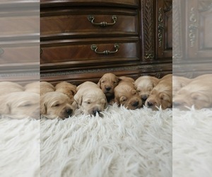 Golden Retriever Puppy for Sale in ELVERTA, California USA