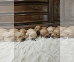 Image preview for Ad Listing. Nickname: Litter of 7