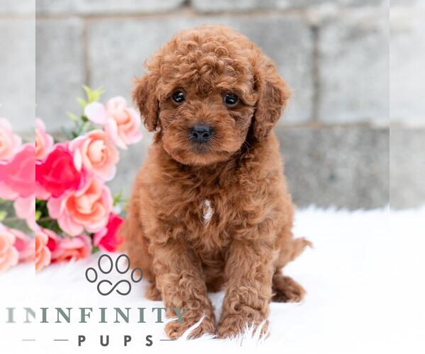 Medium Photo #3 Cavapoo (Miniature) Puppy For Sale in DORNSIFE, PA, USA