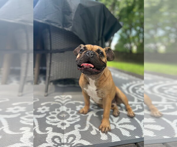 Medium Photo #8 French Bulldog Puppy For Sale in St. Louis Park, MN, USA