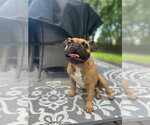 Small #7 French Bulldog