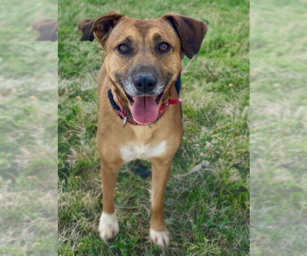 Medium Photo #2 Labrador Retriever-Unknown Mix Puppy For Sale in Newport Beach, CA, USA