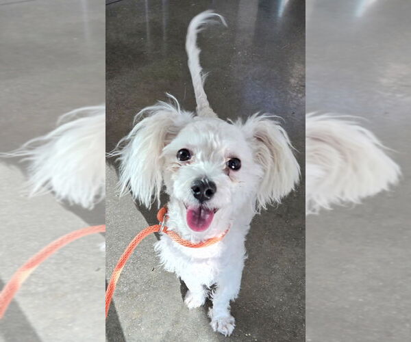 Medium Photo #1 Maltese-Unknown Mix Puppy For Sale in San Antonio, TX, USA