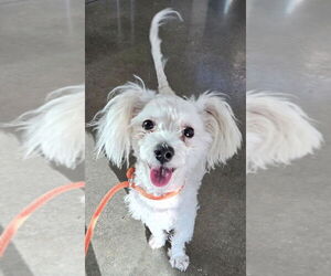Maltese-Unknown Mix Dogs for adoption in San Antonio, TX, USA
