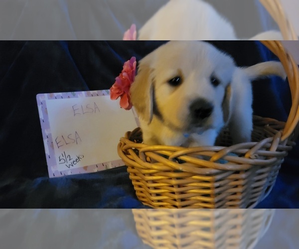 Medium Photo #13 Golden Retriever Puppy For Sale in VOORHEES, NJ, USA