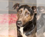 Small #5 Labrador Retriever Mix