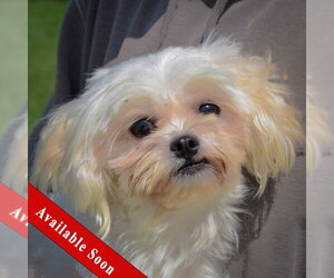 Maltese Dogs for adoption in Huntley, IL, USA