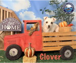 Small Photo #8 Chihuahua-Unknown Mix Puppy For Sale in Arcadia, FL, USA