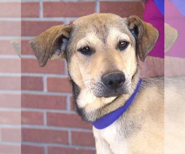 Medium Photo #3 Mutt Puppy For Sale in Carrollton, TX, USA