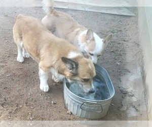 Father of the Aussie-Corgi puppies born on 06/20/2026