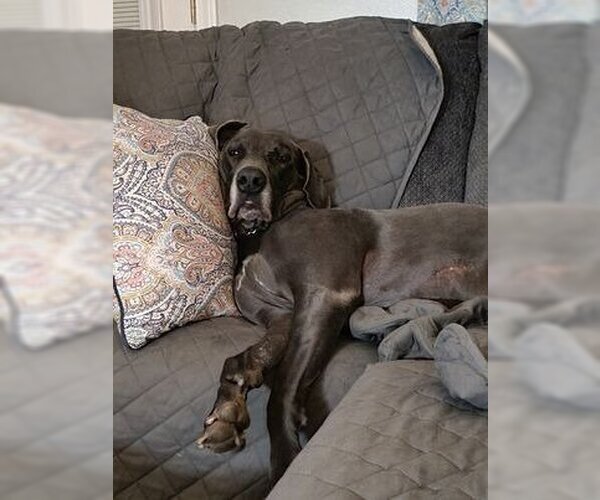 Medium Photo #7 Great Dane Puppy For Sale in Bullard, TX, USA