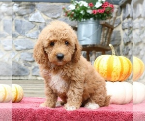 Goldendoodle (Miniature) Puppy for sale in EPHRATA, PA, USA