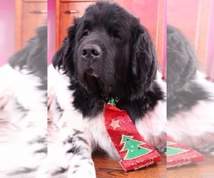 Father of the Newfoundland puppies born on 12/23/2023