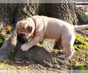Dogo Argentino Puppy for sale in EMPIRE STATE, NY, USA