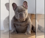 Small Photo #3 French Bulldog Puppy For Sale in CALABASAS, CA, USA