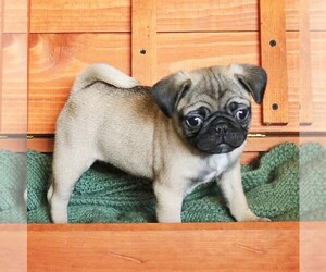 Pug Puppy for sale in FREDERICKSBRG, PA, USA