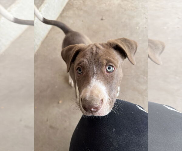 Medium Photo #6 Mutt Puppy For Sale in Fort Collins, CO, USA