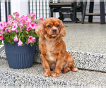 Small Photo #1 Cavapoo (Miniature) Puppy For Sale in SYRACUSE, IN, USA