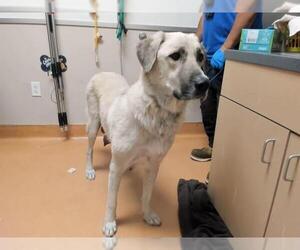 Anatolian Shepherd Dogs for adoption in Martinez, CA, USA