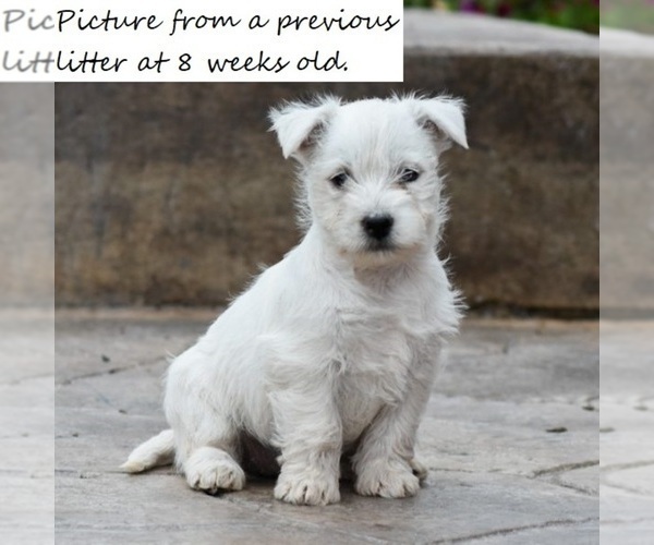 Medium Photo #1 West Highland White Terrier Puppy For Sale in ELIZABETHVILLE, PA, USA