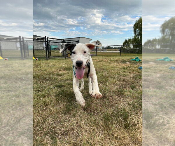 Medium Photo #2 Labrador Retriever-Unknown Mix Puppy For Sale in Evansville, IN, USA