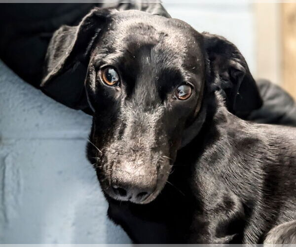 Medium Photo #4 Dachshund-Unknown Mix Puppy For Sale in Emmett, ID, USA