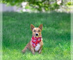 Small #1 Dachshund Mix