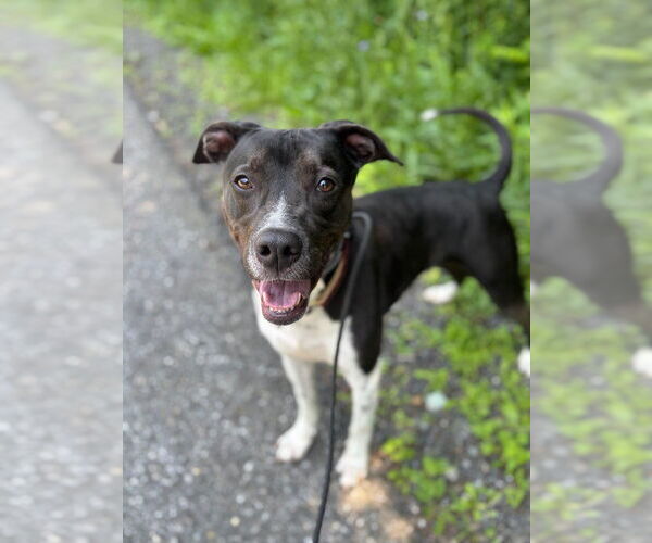 Medium Photo #22 Lab-Pointer Puppy For Sale in Brewster, NY, USA