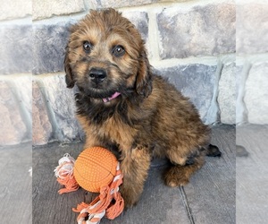 Whoodle (Miniature) Puppy for sale in MIDDLEBURY, IN, USA