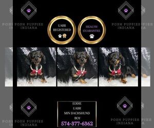 Dachshund Puppy for sale in WARSAW, IN, USA