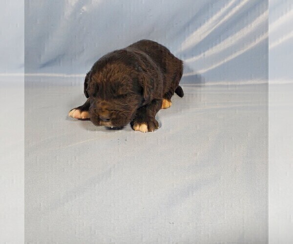 Medium Photo #10 Golden Mountain Dog Puppy For Sale in BLACK FOREST, CO, USA