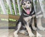 Puppy Wolfie German Shepherd Dog