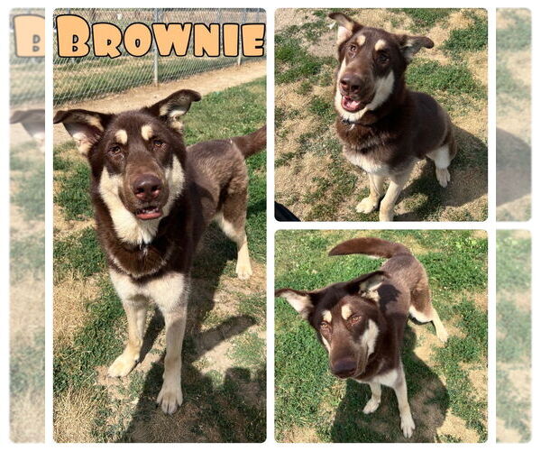 Medium Photo #1 German Shepherd Dog-Huskies  Mix Puppy For Sale in Pierceton , IN, USA