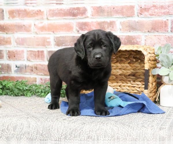 Medium Photo #3 Labrador Retriever Puppy For Sale in SYRACUSE, IN, USA
