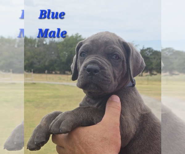 Medium Photo #6 Cane Corso Puppy For Sale in COLBERT, OK, USA