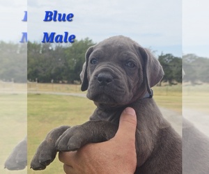Medium Cane Corso