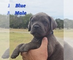 Puppy 5 Cane Corso