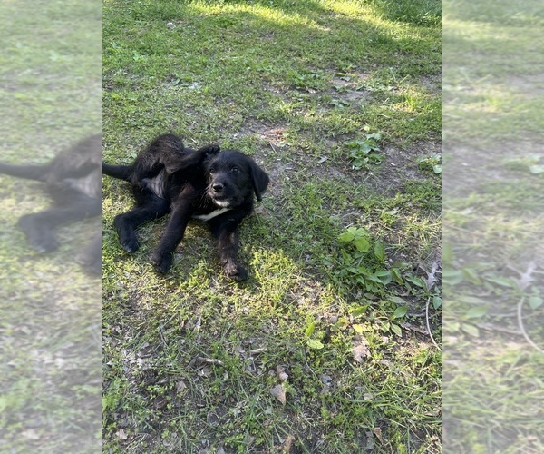 Medium Photo #26 Labradoodle Puppy For Sale in KIRKSVILLE, MO, USA