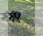 Small #25 Labradoodle