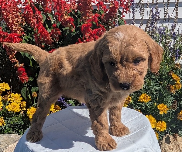 Medium Photo #2 Goldendoodle (Miniature) Puppy For Sale in GOSHEN, IN, USA
